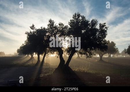 Amanecer con niebla en olivar Stockfoto