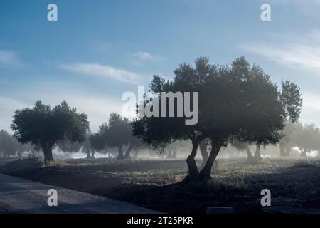 Amanecer con niebla en olivar Stockfoto