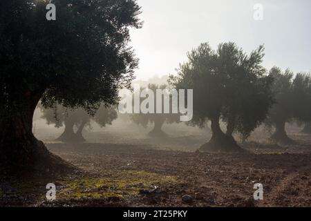 Amanecer con niebla en olivar Stockfoto