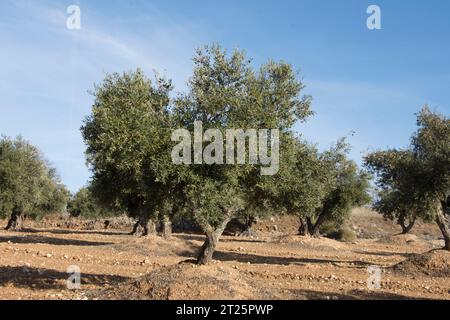 Olivar Mediterráneo en España, olivos fuente de aceite de oliva Stockfoto