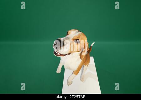 Fischaugeneffekt. Fröhlicher reinrassiger Hund, Beagle springt, spielt vor grünem Hintergrund Stockfoto