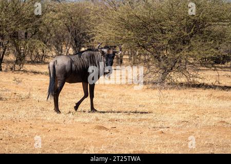 Blaues Gnus (Connochaetes taurinus), fotografiert im etosha Nationalpark Namibia Stockfoto