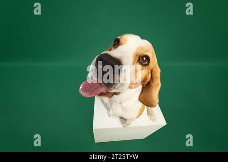 Fischaugeneffekt. Fröhlicher, lustiger reinrassiger Hund, Beagle springt, spielt vor grünem Hintergrund Stockfoto