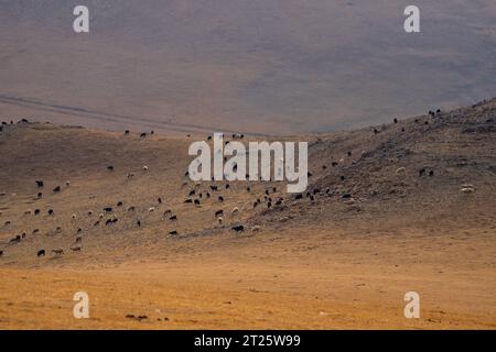 Jurten campen am See Song Kul in Kirgisistan Stockfoto