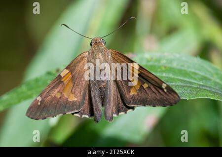 Silver-spotted Skipper thront auf einem Grashalm Stockfoto