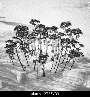 Eine ruhige Winterlandschaft mit schneebedeckten immergrünen Bäumen, die hoch im frisch gefallenen Schnee stehen Stockfoto