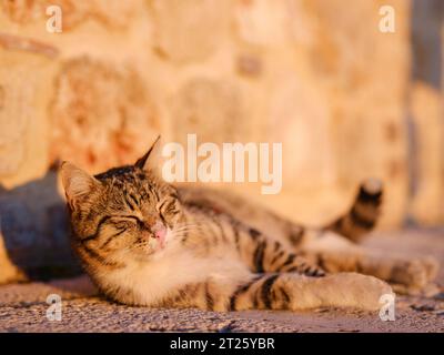 Cats of Turkey, kleiner Ferienort Side mit antiken griechischen Ruinen. Über Sonnenuntergang Stockfoto