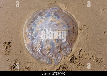 Nahaufnahme einer großen Fass-Qualle, die kopfüber am Strand von Abersoch gespült wurde Stockfoto