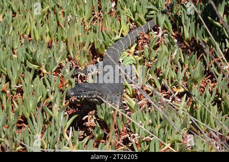 Ist eine gefährdete Rosenberg Goanna, Varanus rosenbergi, Kangaroo Island Stockfoto