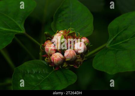 Clerodendrum Chinense, Chinese Glory Bower, Honolulu Rose, mehrjähriger Sträucher mit breiten grünen Blättern und doppelten weißen Blüten in Clustern. Stockfoto