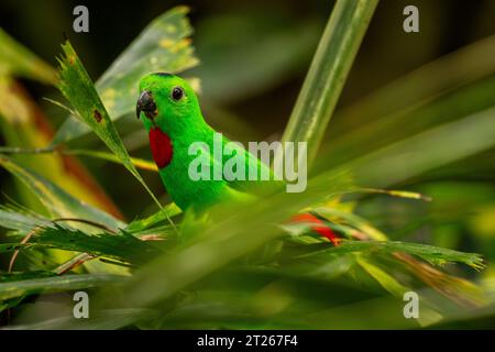 Blau Bekrönter Hängepapagei - Loriculus gallius, schöner grüner und roter Kleinpapagei aus ostasiatischen Wäldern und Waldgebieten, Malaysia. Stockfoto