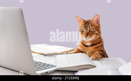 Die Katze sitzt am Schreibtisch und schaut auf den Laptop. Katze und Laptop auf farbigem Hintergrund. Kopierbereich. Stockfoto