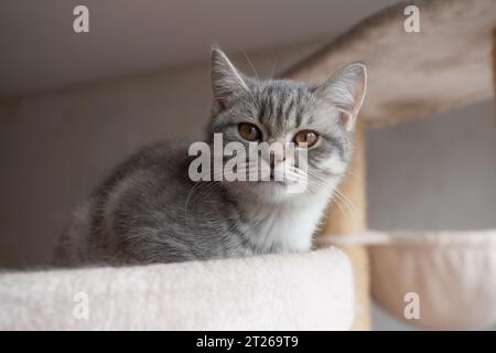 Silbertabby-britisches Kurzhaar-Kätzchen mit Kupferaugen, die auf Katzenbaum liegen Stockfoto