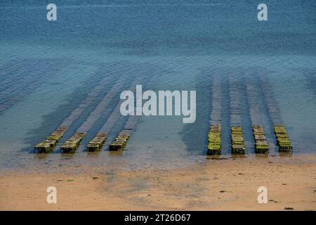 Oyster Farm In Der Bucht Von Morlaix, Bretagne Stockfoto