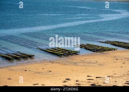 Oyster Farm In Der Bucht Von Morlaix, Bretagne Stockfoto