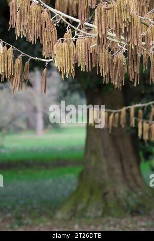 Corylus colurna, türkischer Hasel, türkischer filbert, lange gelbe Katzetten im Spätwinter/frühen Frühling Stockfoto