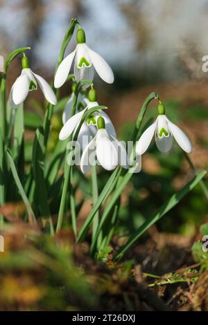 Galanthus Magnet, Galanthus nivalis Magnet, Schneeglöckchen Magnet, schmal, Blätter, einsame weiße Blüten mit V-förmiger grüner Markierung im Spätwinter und earl Stockfoto