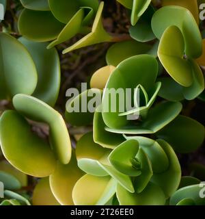 Nahaufnahme von löffelblatt Peperomia Pflanze, Peperomia magnoliifolia, Zimmerpflanze mit glänzenden und attraktiven Löffelförmigen grünen Blättern Stockfoto
