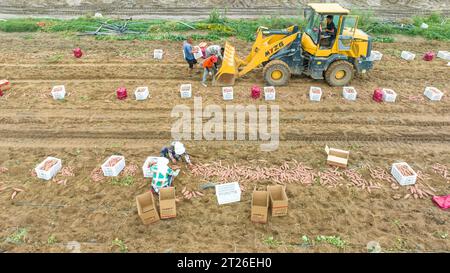 Luannan County, China – 24. August 2023: Bauern verwenden Bagger für den Transport von Süßkartoffeln. Stockfoto