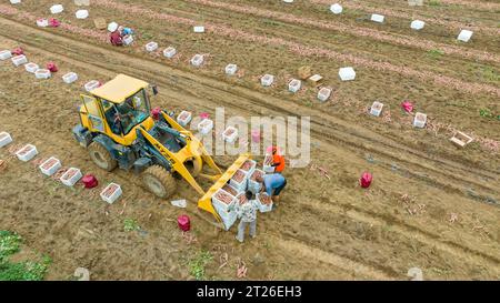 Luannan County, China – 24. August 2023: Bauern verwenden Bagger für den Transport von Süßkartoffeln. Stockfoto