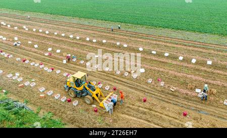 Luannan County, China – 24. August 2023: Bauern verwenden Bagger für den Transport von Süßkartoffeln. Stockfoto