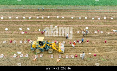 Luannan County, China – 24. August 2023: Bauern verwenden Bagger für den Transport von Süßkartoffeln. Stockfoto