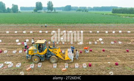 Luannan County, China – 24. August 2023: Bauern verwenden Bagger für den Transport von Süßkartoffeln. Stockfoto