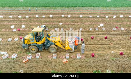 Luannan County, China – 24. August 2023: Bauern verwenden Bagger für den Transport von Süßkartoffeln. Stockfoto