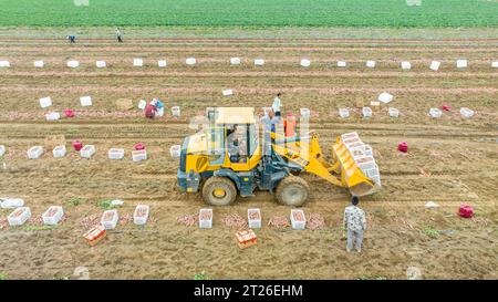 Luannan County, China – 24. August 2023: Bauern verwenden Bagger für den Transport von Süßkartoffeln. Stockfoto