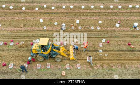 Luannan County, China – 24. August 2023: Bauern verwenden Bagger für den Transport von Süßkartoffeln. Stockfoto