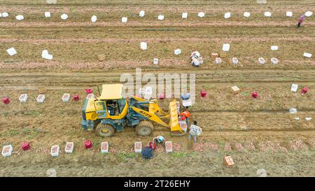 Luannan County, China – 24. August 2023: Bauern verwenden Bagger für den Transport von Süßkartoffeln. Stockfoto