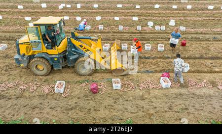 Luannan County, China – 24. August 2023: Bauern verwenden Bagger für den Transport von Süßkartoffeln. Stockfoto