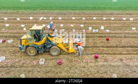 Luannan County, China – 24. August 2023: Bauern verwenden Bagger für den Transport von Süßkartoffeln. Stockfoto