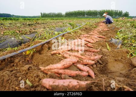 Luannan County, China - 24. August 2023: Bauern ernten Süßkartoffeln auf den Feldern. Stockfoto