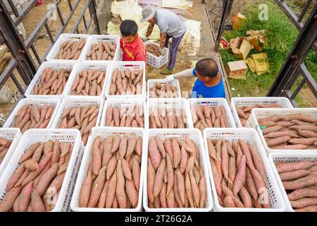 Luannan County, China - 24. August 2023: Bauern ernten Süßkartoffeln auf den Feldern. Stockfoto