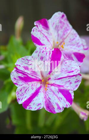 Mirabilis Jalapa, die vier-Uhr-Blume, das Wunder Perus oder die Teezeit-Pflanze. Die Blüte kann mit verschiedenen Farben gleichzeitig auf derselben Pflanze auftreten. Stockfoto