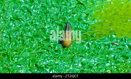 Gorgon euryale schwimmt auf dem Teich Stockfoto