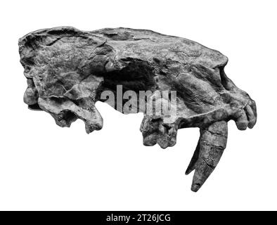 Foto Schädelräuber Homotherium, Homotherium crenatidens Fabrini, fossile Tiere, Paläontologie Stockfoto