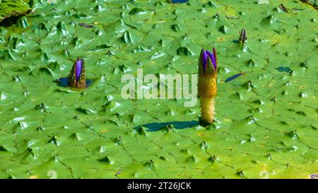 Gorgon euryale schwimmt auf dem Teich Stockfoto