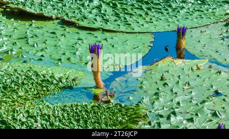 Gorgon euryale schwimmt auf dem Teich Stockfoto