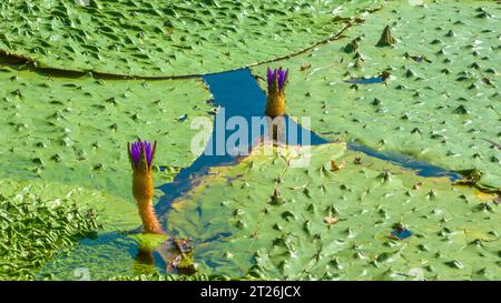 Gorgon euryale schwimmt auf dem Teich Stockfoto