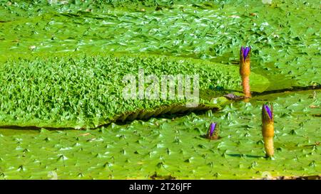 Gorgon euryale schwimmt auf dem Teich Stockfoto