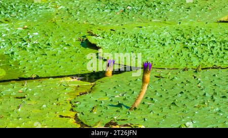 Gorgon euryale schwimmt auf dem Teich Stockfoto