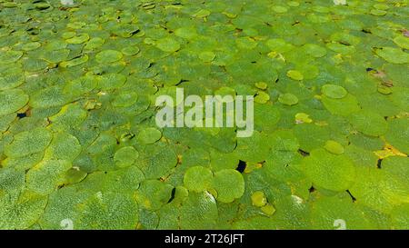 Gorgon euryale schwimmt auf dem Teich Stockfoto