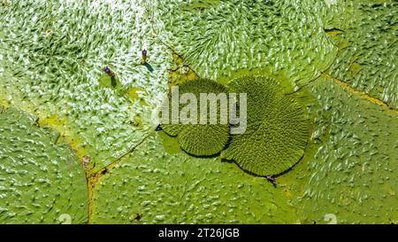 Gorgon euryale schwimmt auf dem Teich Stockfoto