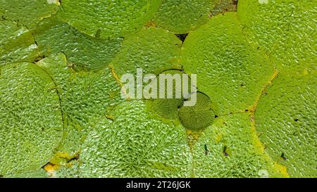 Gorgon euryale schwimmt auf dem Teich Stockfoto