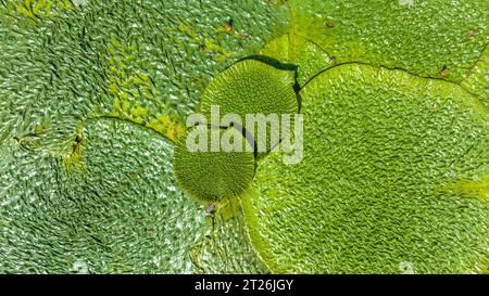 Gorgon euryale schwimmt auf dem Teich Stockfoto