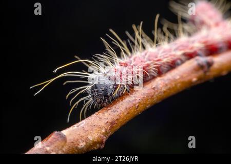 Notodontidae-Larven im Wort Stockfoto