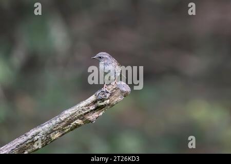 Ein frecher Dunnock Prunella modularis, der am Ende eines alten Baumzweigs vor einem diffusen Waldgrund thront Stockfoto