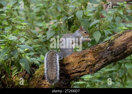 Ein graues Eichhörnchen Sciurus carolinensis im Profil sitzt auf einem Baumzweig und isst eine Nuss mit seinem buschigen Schwanz gut sichtbar Stockfoto